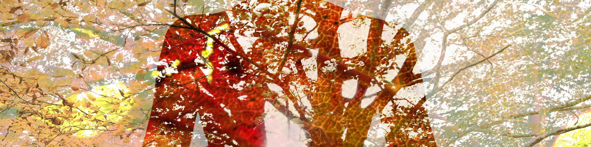 Meditator made of tree branches - Melissa Grabau Philosophy of Yoga